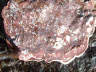 Encrusting Red Algae 